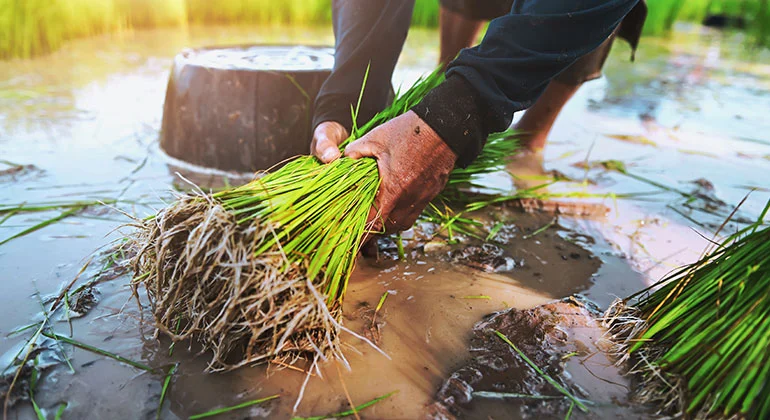 Agriculture Products 1 | SMR Agrotech Industries Ltd. SMR Agrotech