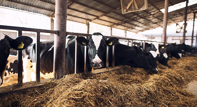 Dairy Products 1 | SMR Agrotech Industries Ltd. SMR Agrotech