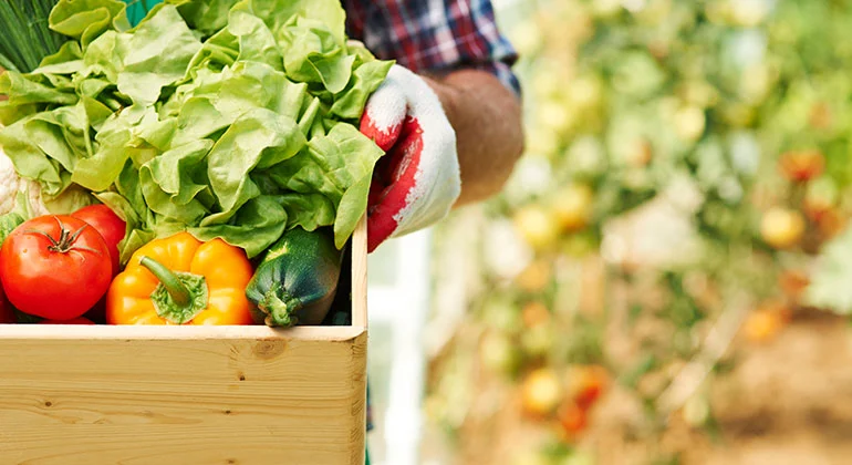 Fresh Vegetables 1 | SMR Agrotech Industries Ltd. SMR Agrotech