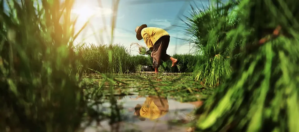 Agriculture Farming 1 | SMR Agrotech Industries Ltd. SMR Agrotech