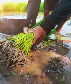 Home 10 | SMR Agrotech Industries Ltd. SMR Agrotech