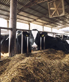 Home 13 | SMR Agrotech Industries Ltd. SMR Agrotech
