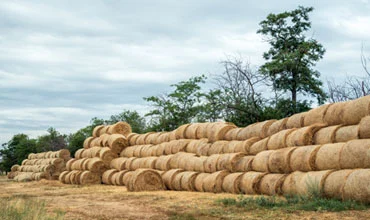 Harvest 2 | SMR Agrotech Industries Ltd. SMR Agrotech